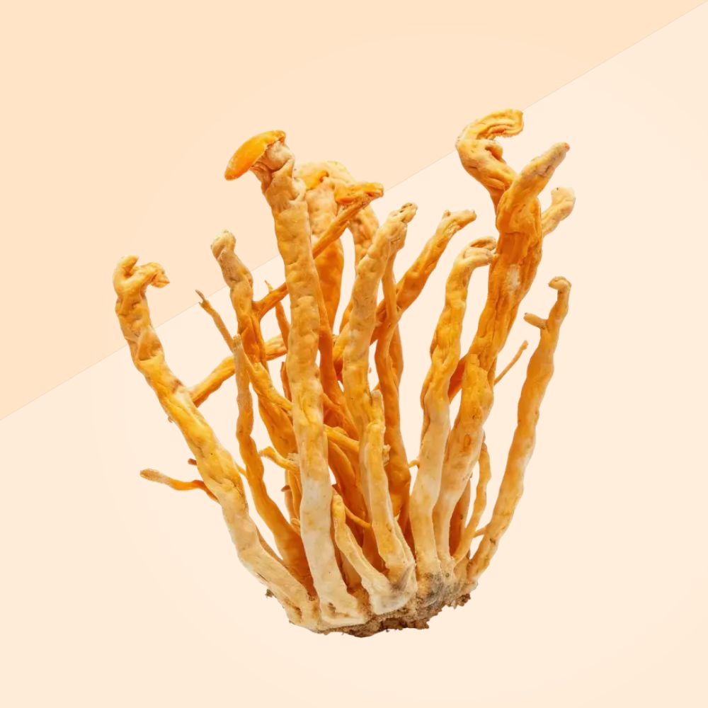 Cordyceps Tincture 30ml
