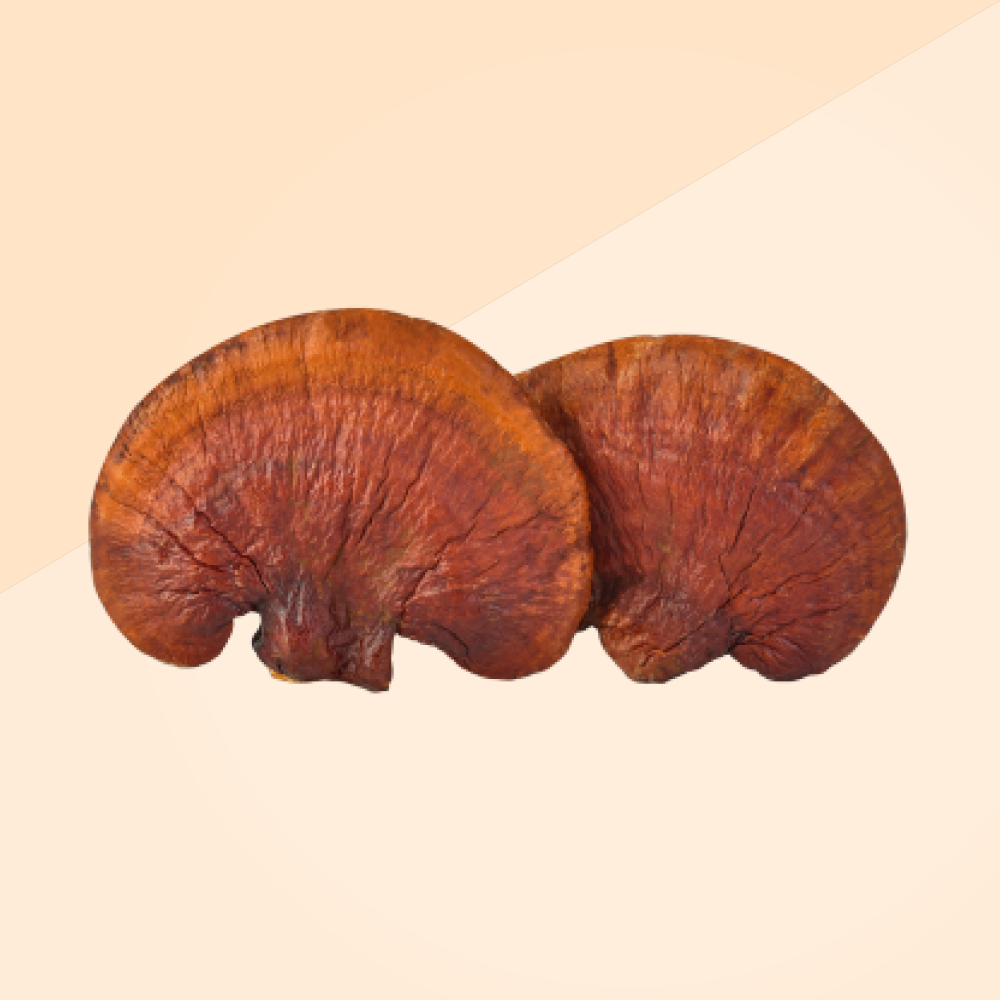 Reishi Tincture 50ml